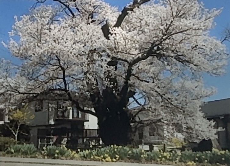 南箕輪村北殿のエドヒガン桜が見頃です。